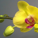 Yellow Moth Orchid