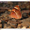 Baronet Butterfly Mudpudling