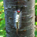 White-marked Tussock Moth Caterpillar