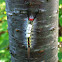 White-marked Tussock Moth Caterpillar