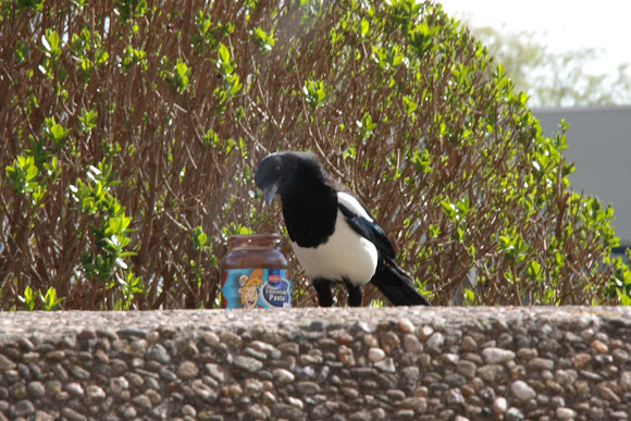 Spotting Image 1