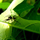 Spider
