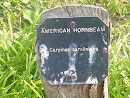 American Hornbeam