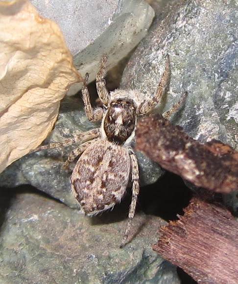 Spotting Image 1