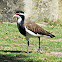 Banded Lapwing