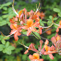 Flame Azalea