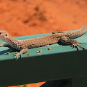 Freckled monitor