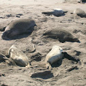 Elephant Seals