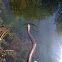 Northern Water Snake