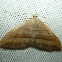 Moth