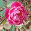 china rose