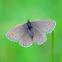 Yellow-spotted Ringlet or Gelbgefleckter Mohrenfalter