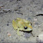 Common Tink Frog