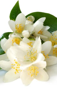 How to get Jasmine Live Wallpaper lastet apk for android