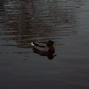 Mallard