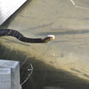 Cottonmouth