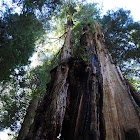 Coast Redwood