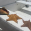 Cushion star