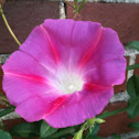 Morning Glory