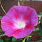 Morning Glory