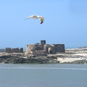 Seagull