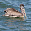 American Brown Pelican