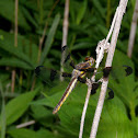 Twelve spotted skimmer
