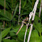 Twelve spotted skimmer