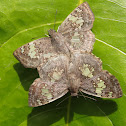 Glassy-winged Skipper