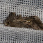 Autographa Moth