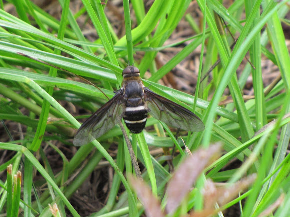 Spotting Image 1