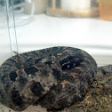 Pygmy rattlesnake