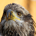 Juvenile Bald Eagle
