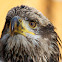 Juvenile Bald Eagle