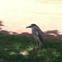 Black Crowned Night Heron