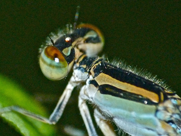 Spotting Image 1