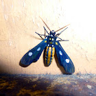 Arctiid Moth