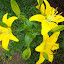 Judith505's Flower garden