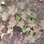 Coral Bells