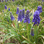 Grape Hyacinth