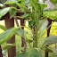 Bell Pepper - Red