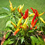 Chilly Chili