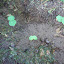 Nasturtiums
