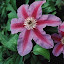 Clematis - Fireworks