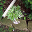 Hosta Patriot