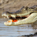 Black caiman