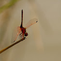 Red-veined Dropwing