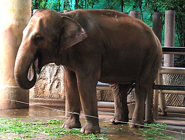 BkkZoo_07.JPG