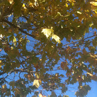 California Sycamore