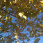 California Sycamore